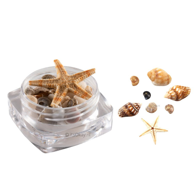 Doosje Echte Kleine Schelpjes & Zeester voor knutselen