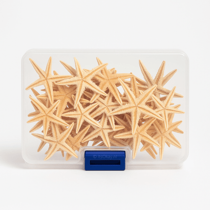 Schelpen en zeesterren (echt natuurproduct) - #itsokay#