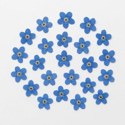 Vergeet mij nietjes gedroogd (echte bloemen) - itsokay